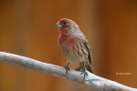 Carpodacus-mexicanus;Finch;House-Finch;Male